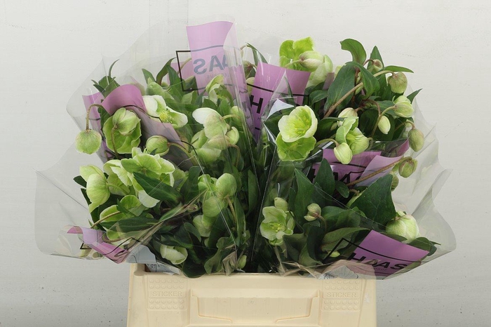 <h4>Hell Magnific Bells</h4>