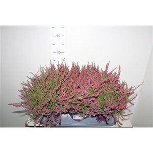 Callu Eckart Miessne
