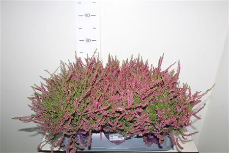 <h4>Callu Eckart Miessne</h4>