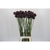 Allium Forelock