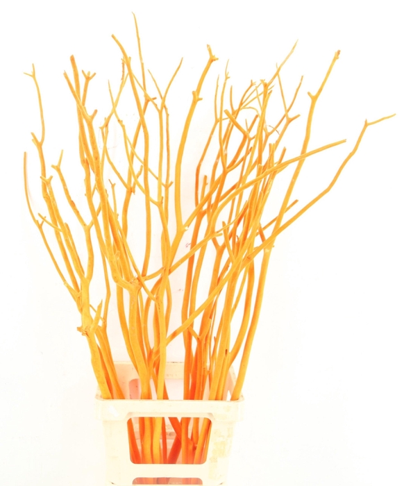 <h4>MITSUMATA H%</h4>