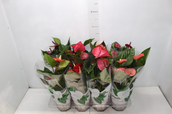 <h4>ANTHURIUM VARIADO P15</h4>