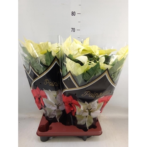 Euphorbia pulc. 'Alaska'