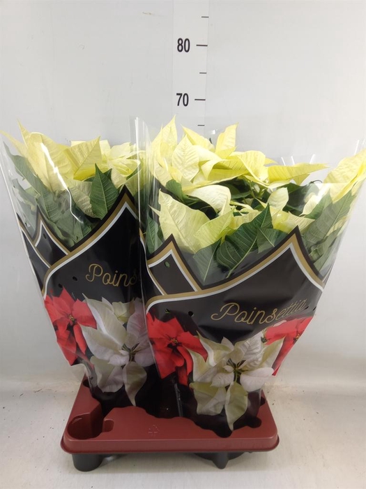 <h4>Euphorbia pulc. 'Alaska'</h4>