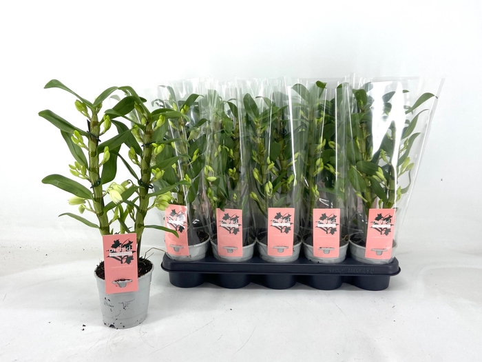 <h4>DENDR N SC APOLLON</h4>