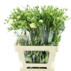 Ran Nat Moderna Galaxy