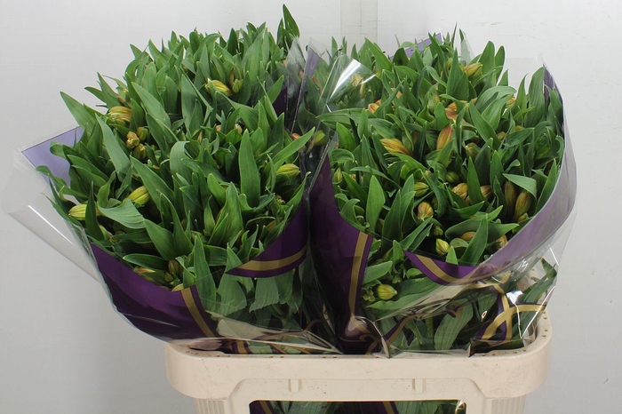 <h4>Alstroemeria  'Aurora'</h4>