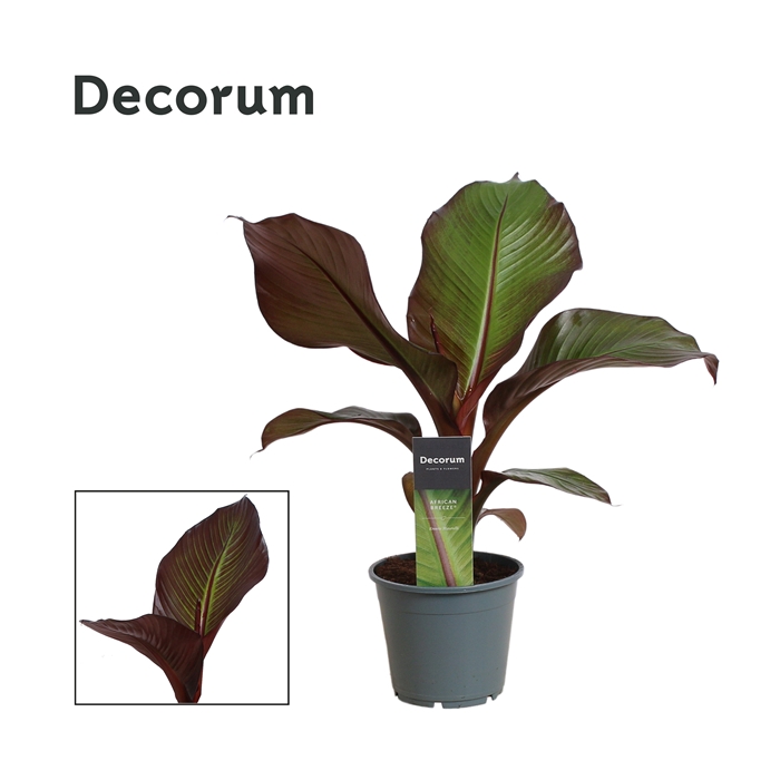 <h4>Ensete Maurelli Red Banana (Decorum)</h4>
