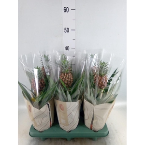 Ananas 'Rosita'