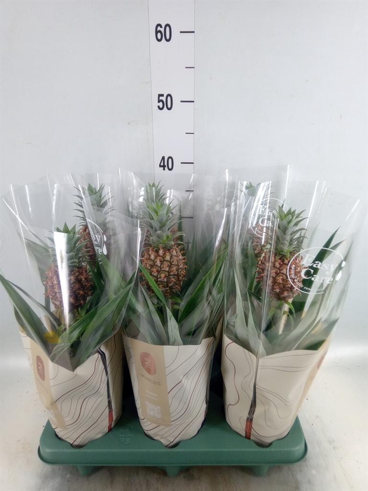 <h4>Ananas  'Rosita'</h4>