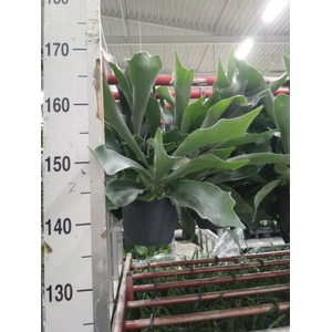 Platycerium bifurc. 'Netherlands'