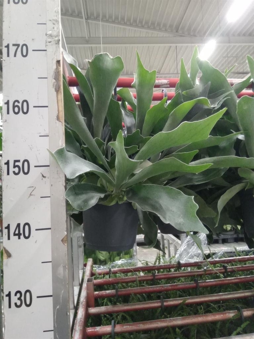 <h4>Platycerium bifurc. 'Netherlands'</h4>