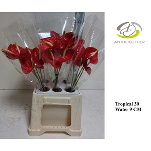 ANTH A TROPICAL 30 water