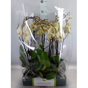 Phalaenopsis   ...yellow