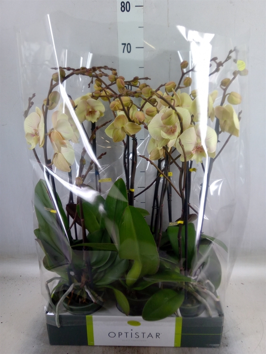<h4>Phalaenopsis   ...yellow</h4>