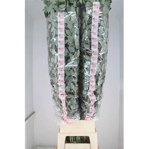 Euca Populus Super P Stem 200 Cm