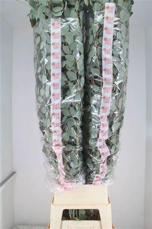 <h4>Euca Populus Super P Stem 200 Cm</h4>
