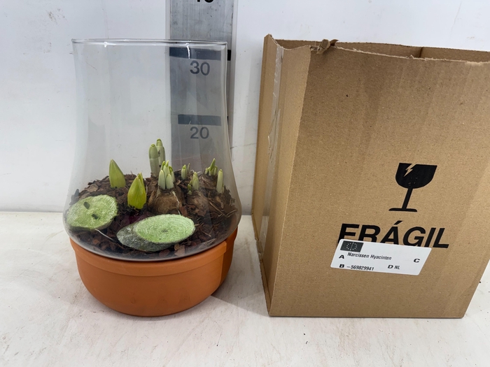 <h4>ARR BOL KNOLGEWAS</h4>