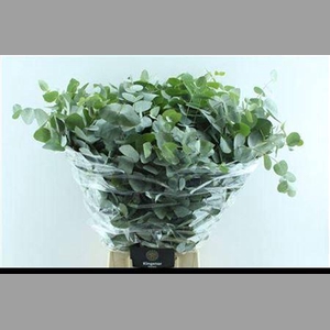 Euca Cinerea Heavy 5 Stems Selected