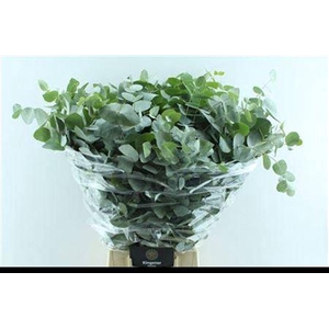 Euca Cinerea Heavy 5 Stems Selected
