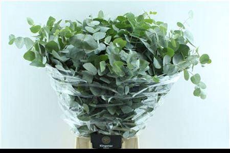 <h4>Euca Cinerea Heavy 5 Stems Selected</h4>