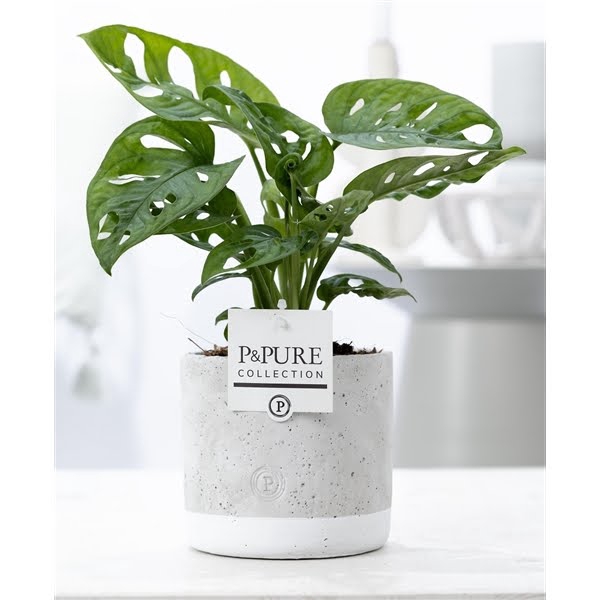 <h4>Monstera Adansonii in P&PURE Jade</h4>