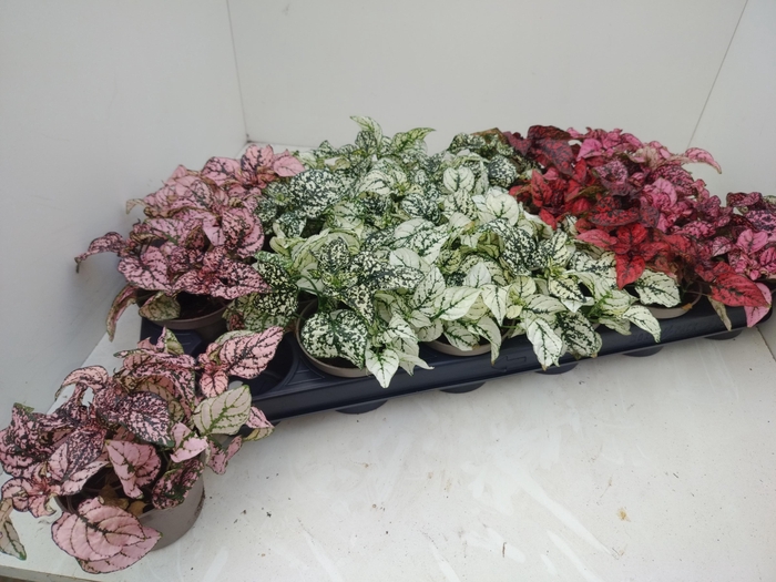 <h4>HYPOEST GEM</h4>