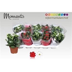 KALAN CALAN XMAS MIX P12