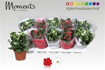 <h4>KALAN CALAN XMAS MIX P12</h4>