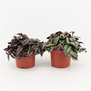 Tradescantia Mix