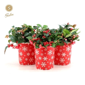 Gaultheria pr. 'Big Berry'® P10 in Cup X-mas Deco