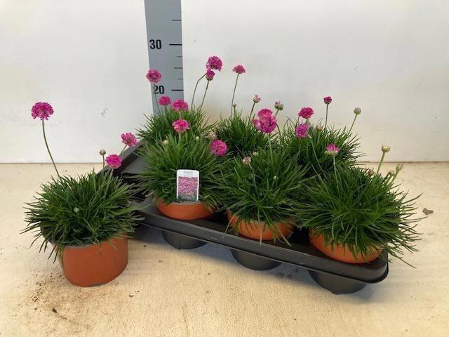 <h4>Arme Mar Splendens</h4>