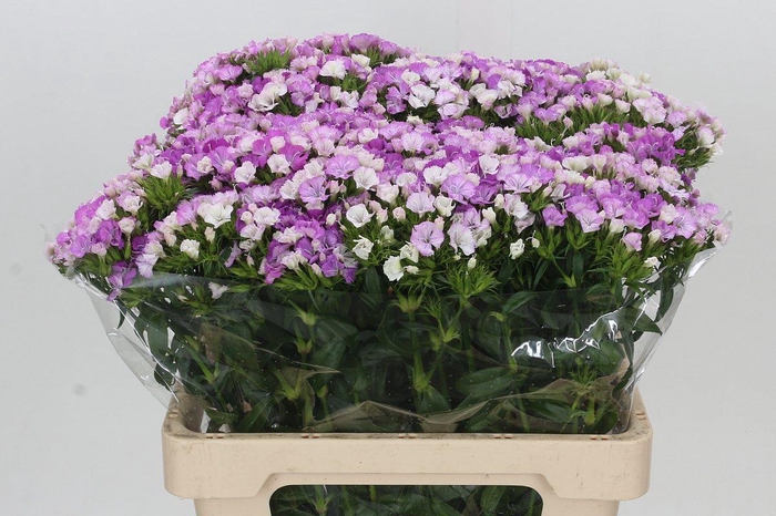 <h4>DI BARB AM ROSE</h4>