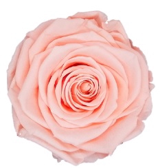 <h4>Roos XL pea-99</h4>