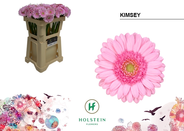 GE MI KIMSEY