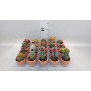 Cactus   ...decorated