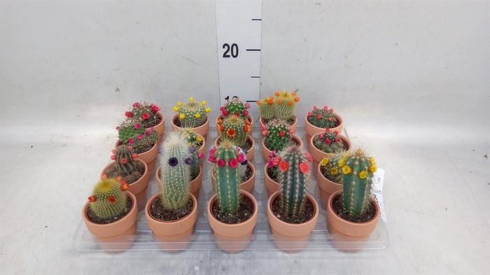 <h4>Cactus   ...decorated</h4>