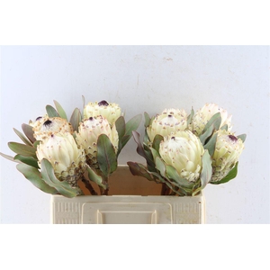 Protea M Ice Queen