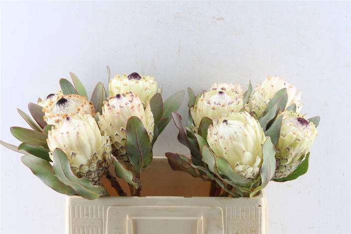 <h4>Protea M Ice Queen</h4>