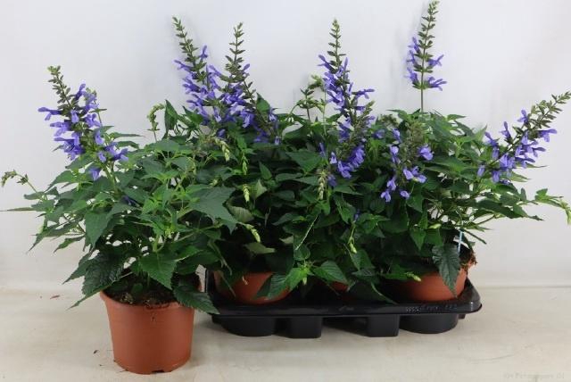 <h4>SALVIA LAKE COMO</h4>