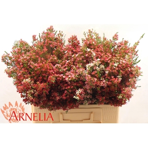 CHAME UN MY SWEET 16