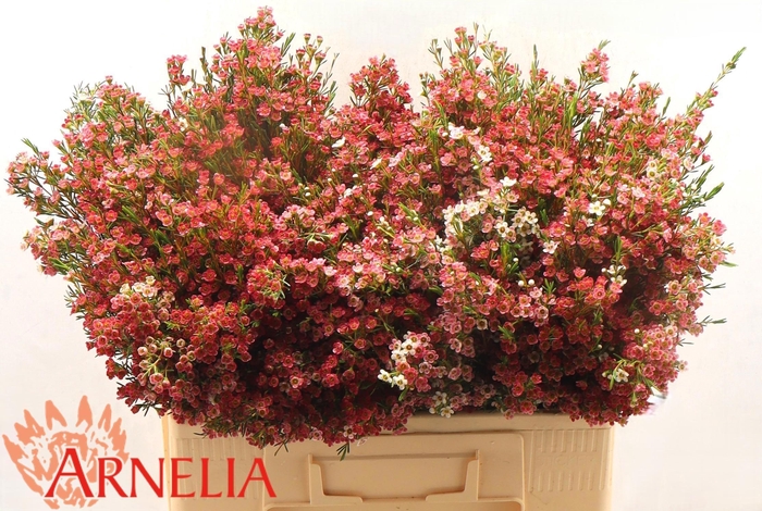 <h4>CHAME UN MY SWEET 16</h4>