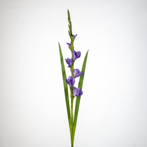 AF Gladiolus x5 L118cm lilac