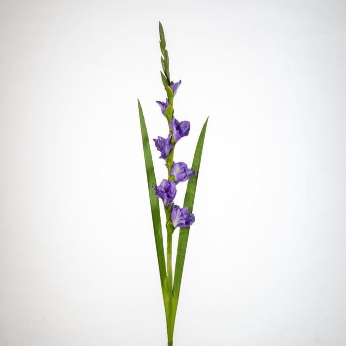 <h4>AF Gladiolus x5 L118cm lilac</h4>