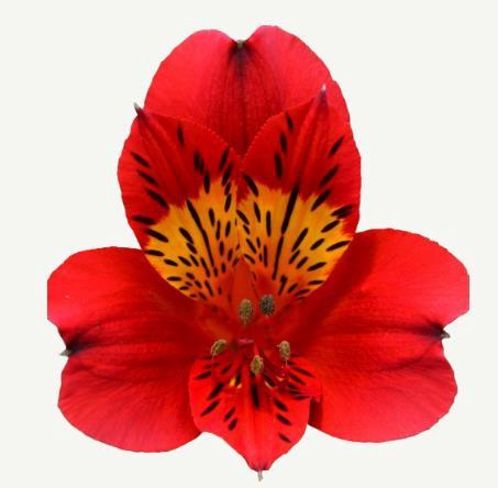 <h4>Alstr Angelina</h4>