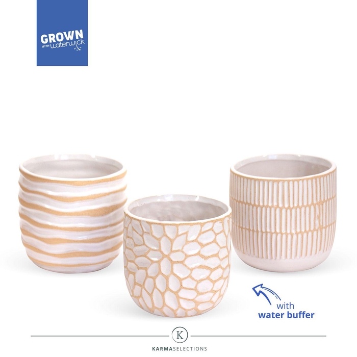 <h4>Karma - SOLO POTS - Sundance mix 9 cm |</h4>