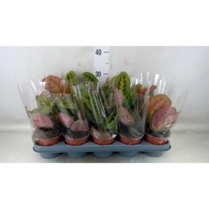 Maranta leuc. 'Fascinator'