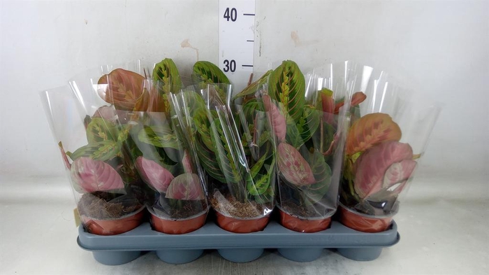 <h4>Maranta leuc. 'Fascinator'</h4>