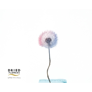 Dried Bleached Dandelion Regular Mix