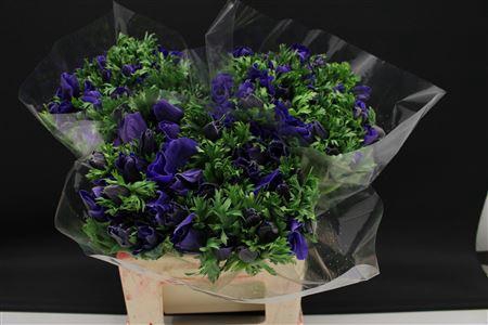 <h4>Anem Extra Blauw</h4>